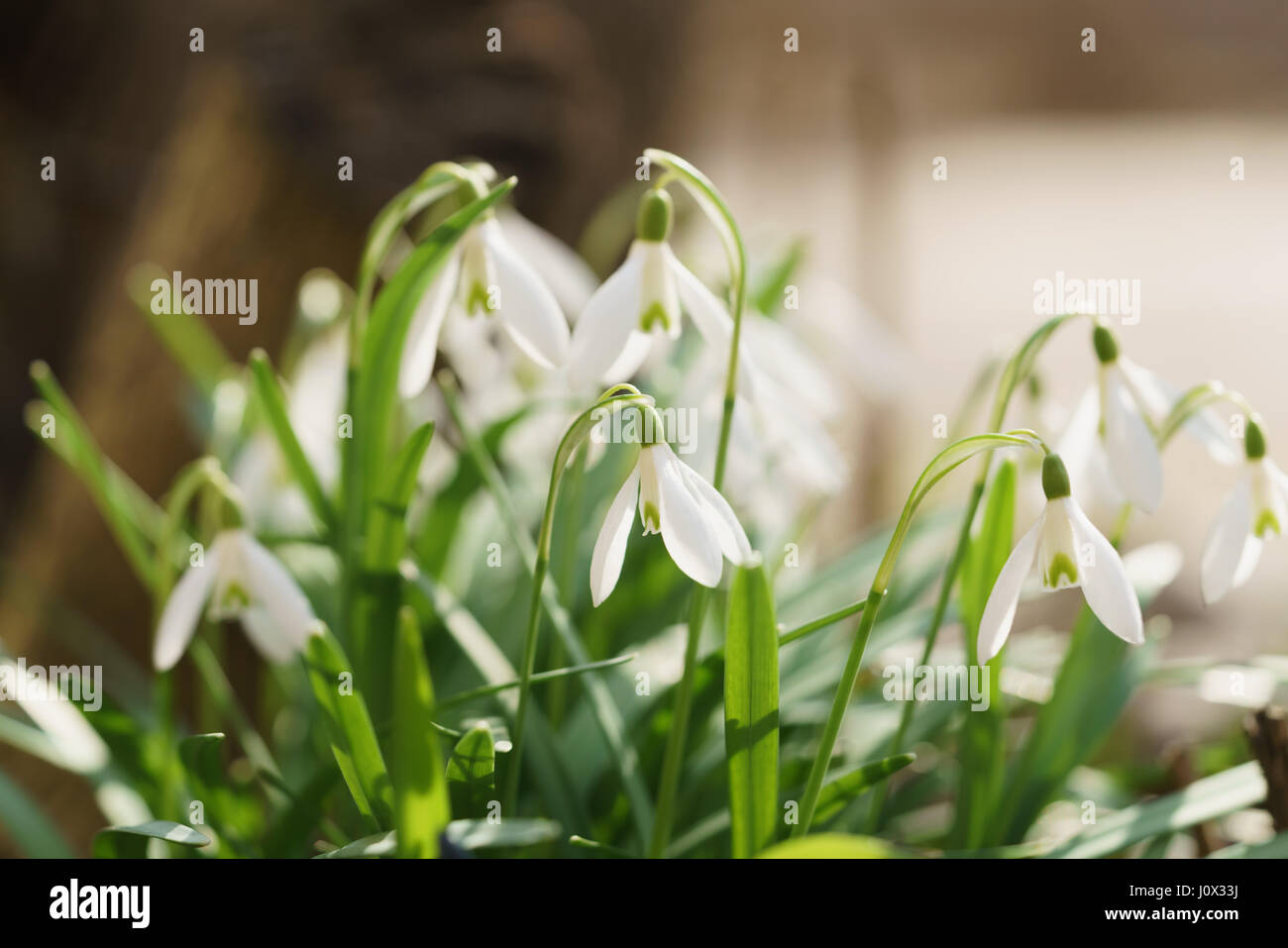weiße Schneeglöckchen im sonnigen warmen Frühlingstage Stockfoto