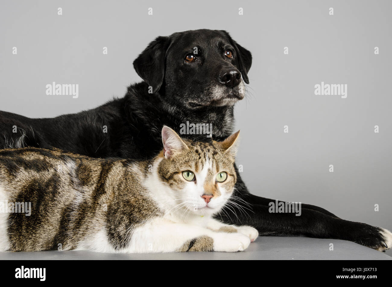 Katze und Hund, Großbritannien. Stockfoto