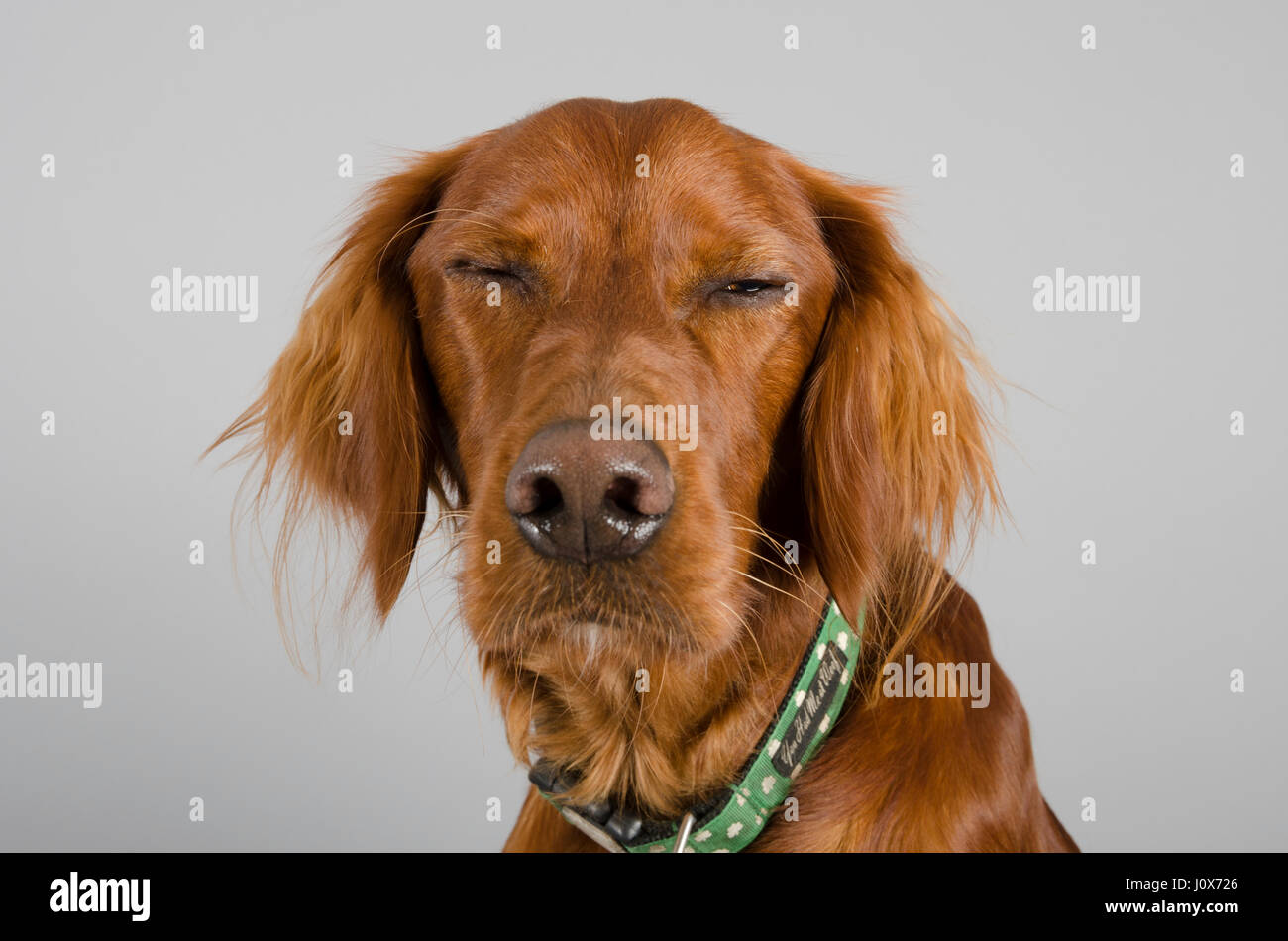 Porträt einer irischen Setter (weiblich, 14 Monate) in Großbritannien. Stockfoto