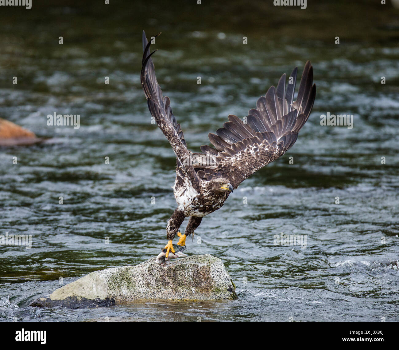 Adler fliegt aus Stein mit Beute in seinen Krallen. Alaska. Katmai-Nationalpark. USA. Stockfoto