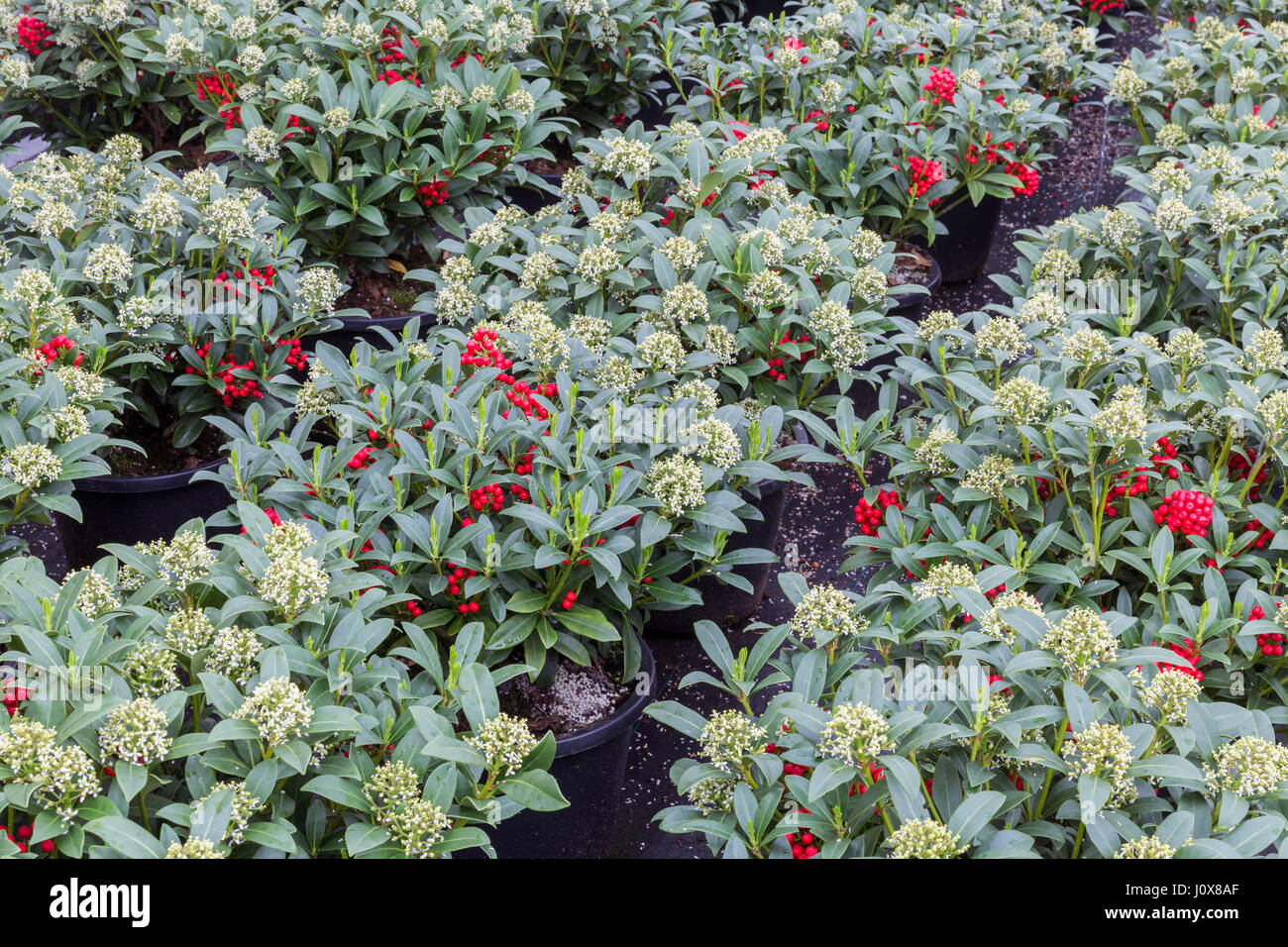 Grünen Strauch (Skimmia) mit roten Früchten in einem niederländischen Gewächshaus Stockfoto