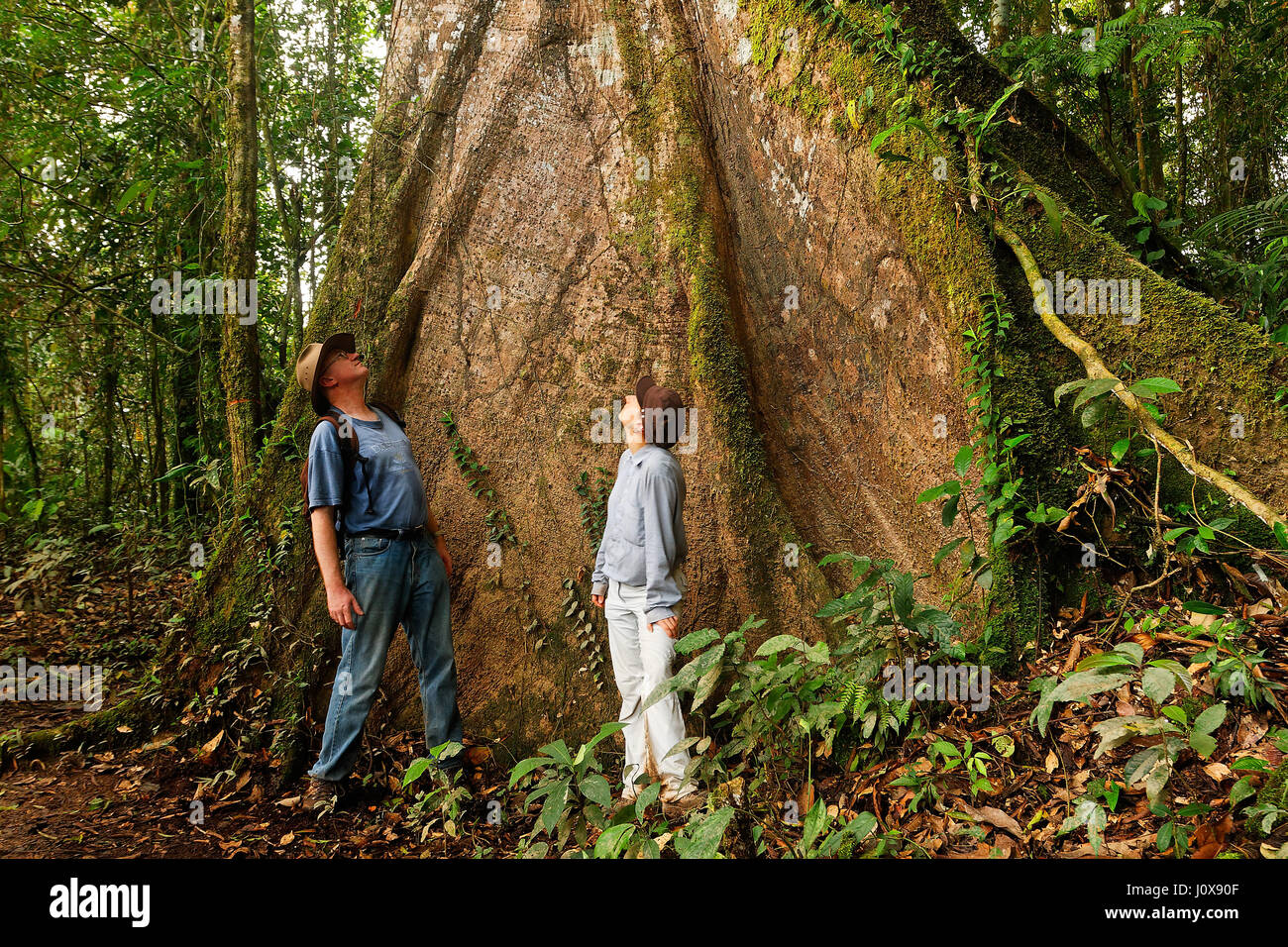 Giant tree in Yasuni Nationalpark, Ecuador Stockfoto