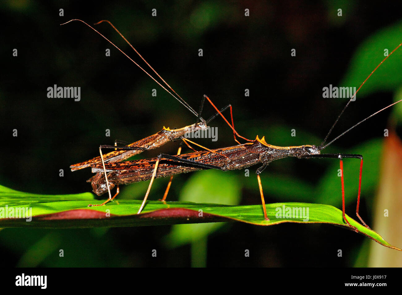 Paarung der Stick Insekten in Yasuni, Nationalpark, Stockfoto