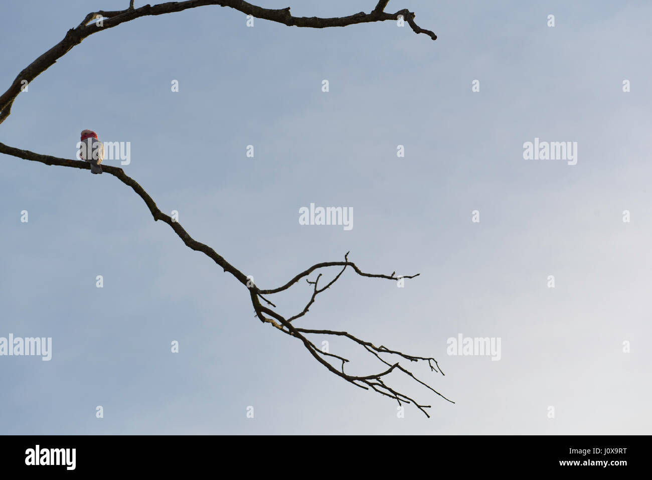 Ein australischer Pink GALAH (Eolophus roseicapilla) Vogel sitzt auf dem Ast eines toten Baumes in einer ländlichen Küstenumgebung in Australien Stockfoto