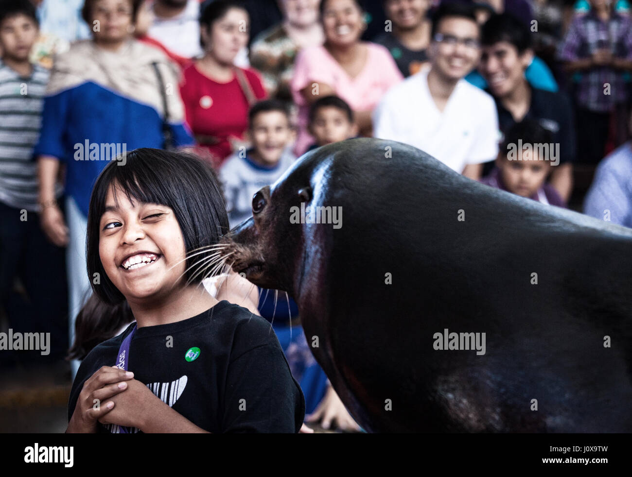 Ein Mädchen wird von einem Seelöwen in der Acuario Mazatlan, Sinaloa, Mexiko geküsst. Stockfoto