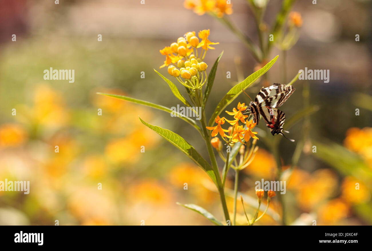 Zebra Schwalbenschwanz Schmetterling, Eurytides Marcellus, findet in den östlichen USA und Süd-Ost Kanada Stockfoto