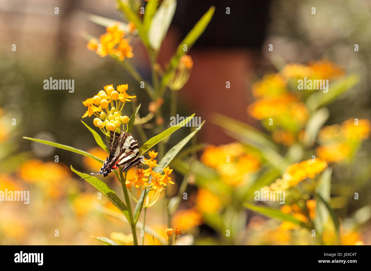 Zebra Schwalbenschwanz Schmetterling, Eurytides Marcellus, findet in den östlichen USA und Süd-Ost Kanada Stockfoto