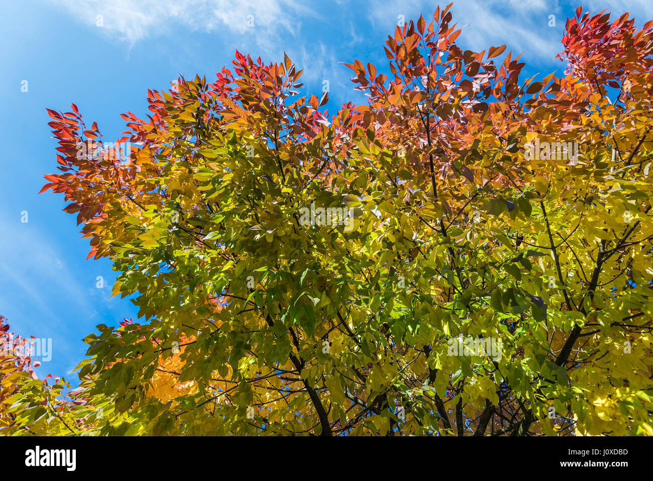Bunte Blätter an einem Baum und Himmel in Kanada. Stockfoto