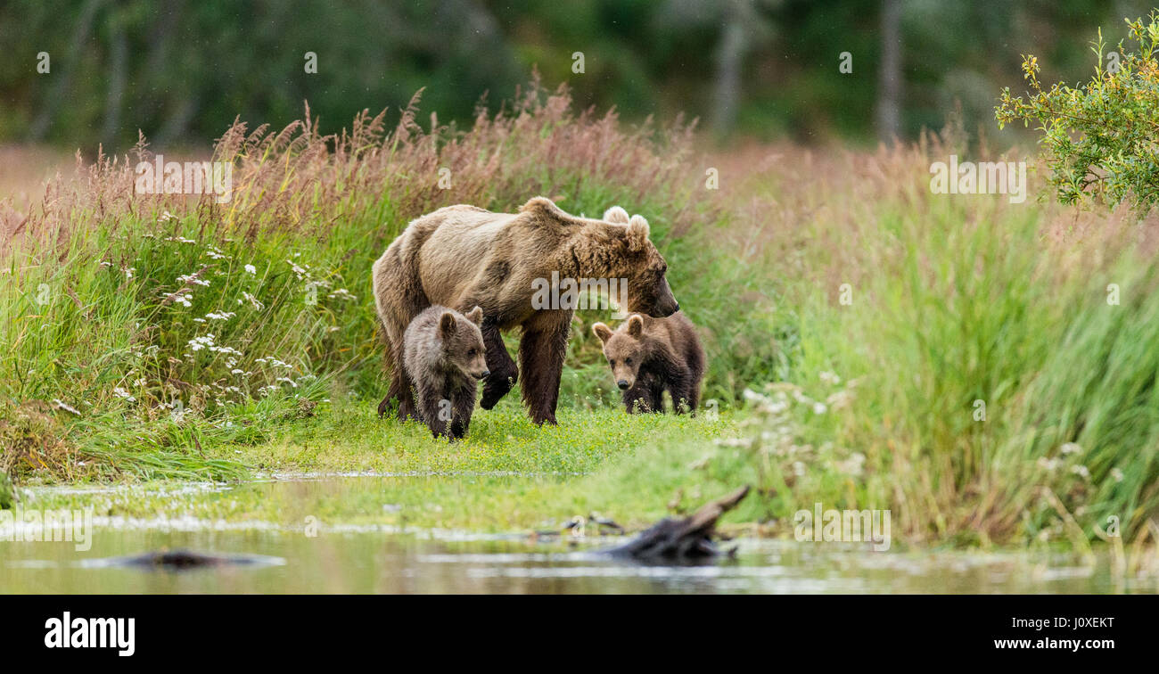 Mutter ist ein Brauner Bär mit jungen in freier Wildbahn. USA. Alaska. Kathmai Nationalpark. Große Abbildung. Stockfoto