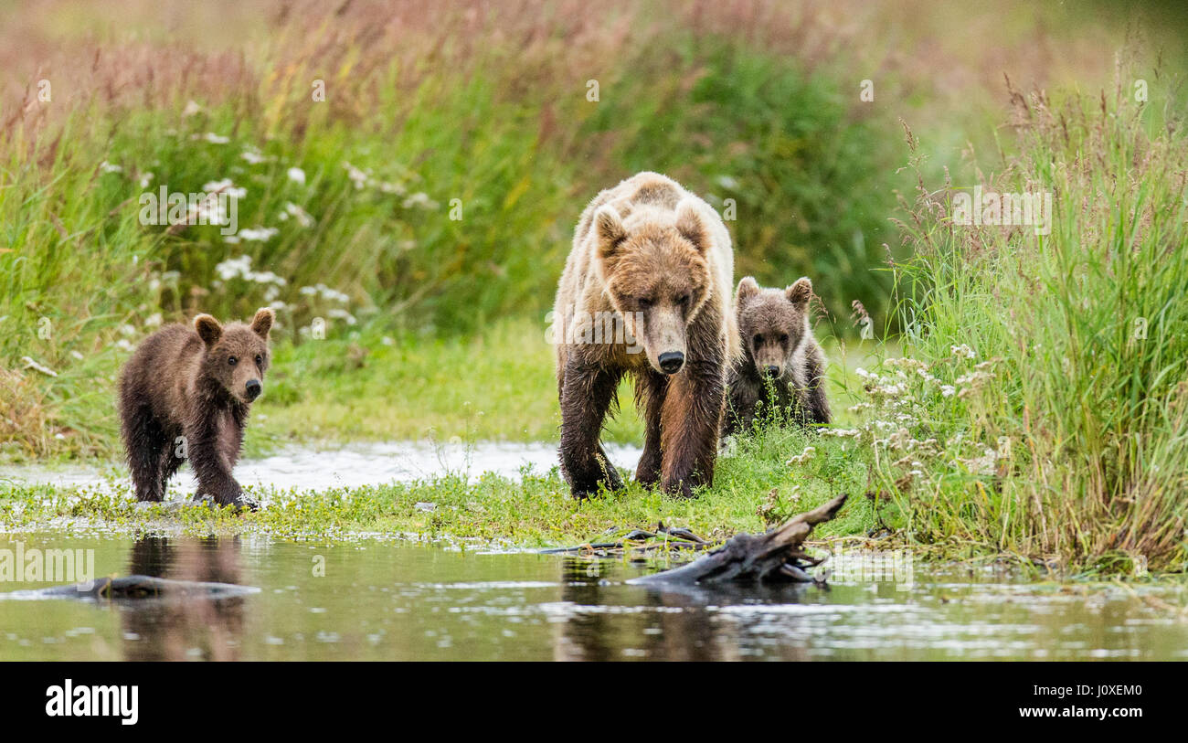 Mutter ist ein Brauner Bär mit jungen in freier Wildbahn. USA. Alaska. Kathmai Nationalpark. Große Abbildung. Stockfoto