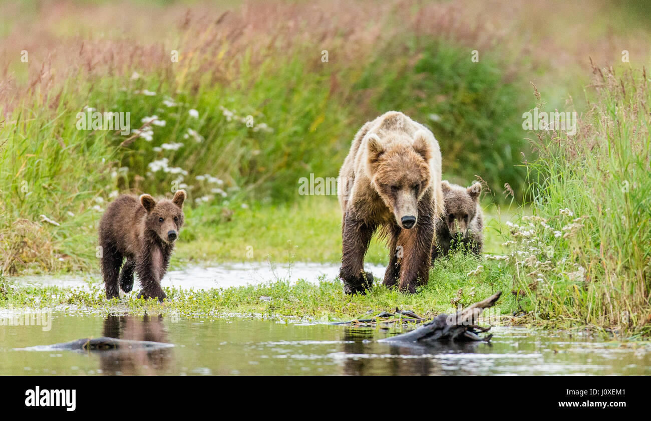 Mutter ist ein Brauner Bär mit jungen in freier Wildbahn. USA. Alaska. Kathmai Nationalpark. Große Abbildung. Stockfoto