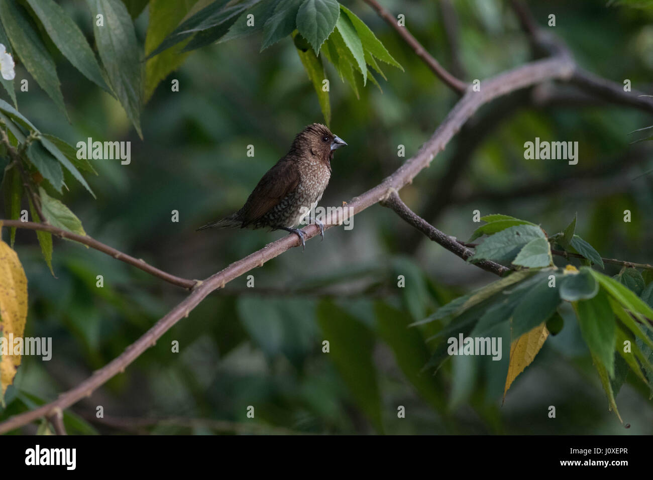 Schuppig-breasted Munia Stockfoto