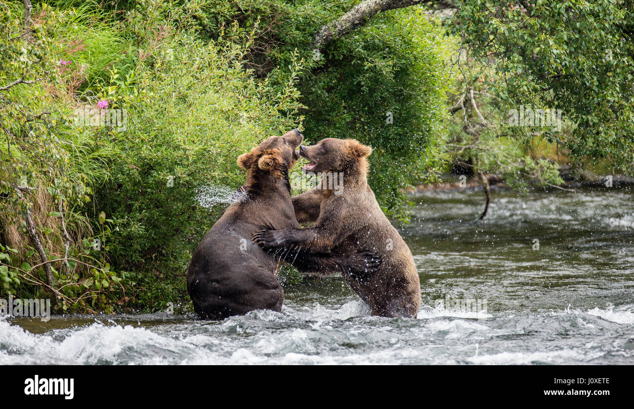 Zwei braune Bären spielen Miteinander im Wasser. USA. Alaska. Kathmai National Park. Große Abbildung. Stockfoto