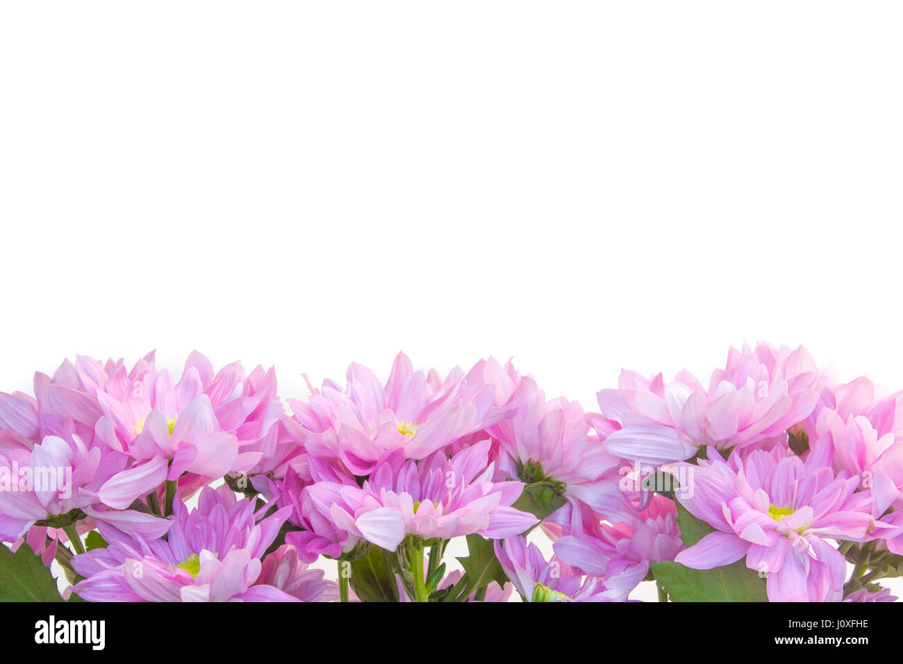 rosa Blüten isoliert auf weißem Hintergrund - rosa Blumendekoration Stockfoto