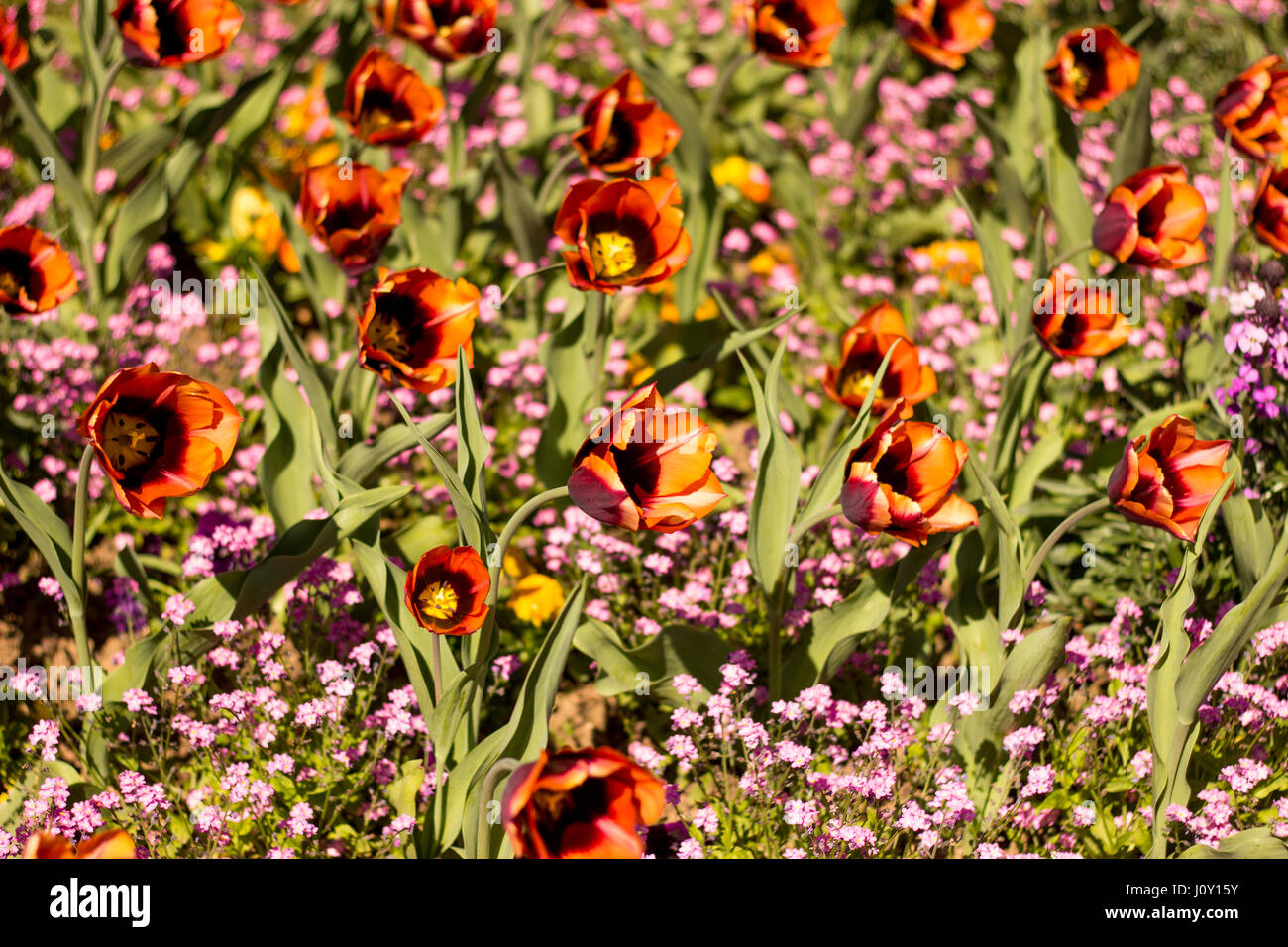 Blumen an der Bristol Zoo, UK Stockfoto