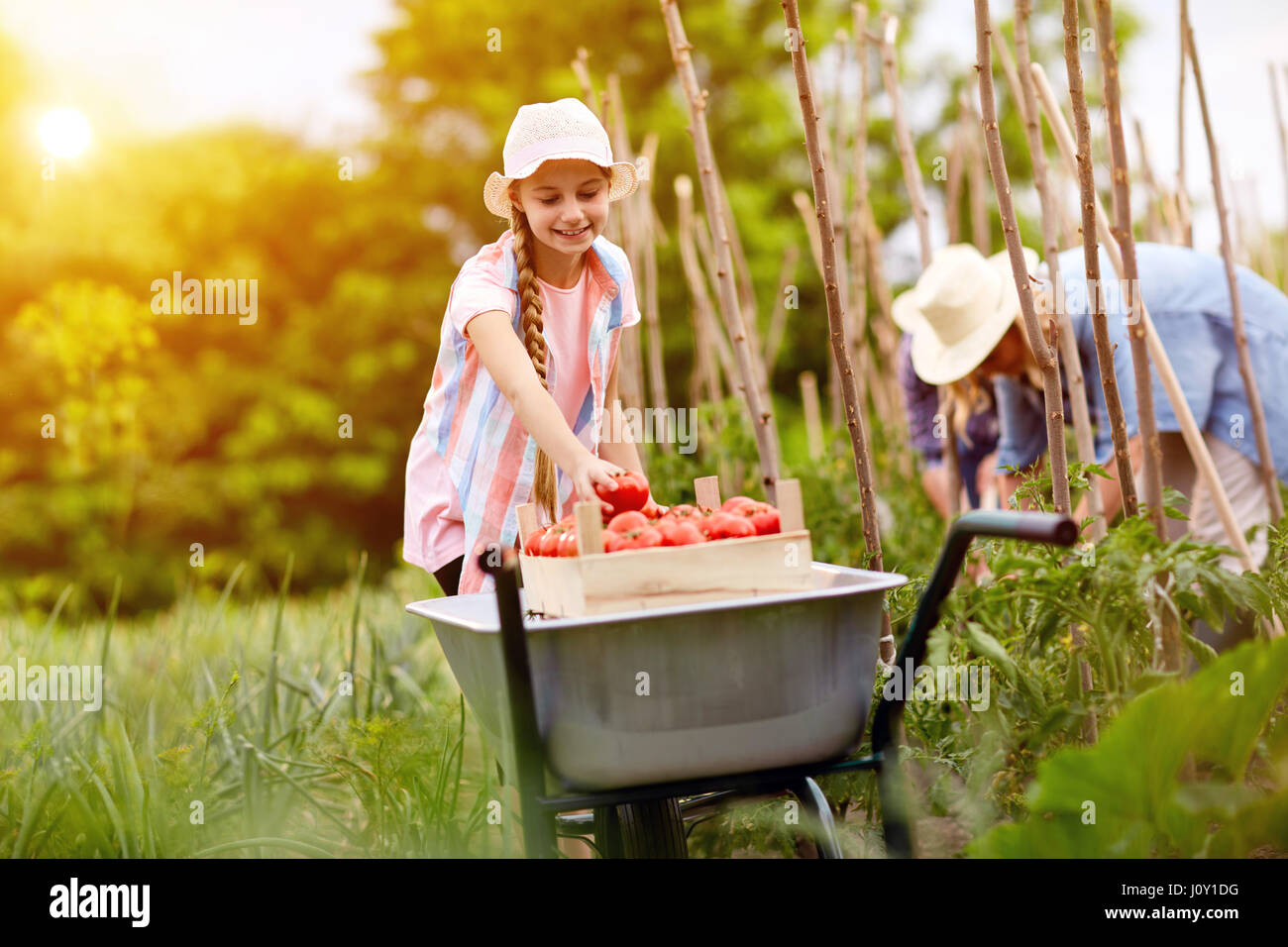 Junges Mädchen helfen Eltern im Garten in der Kommissionierung Tomaten Stockfoto