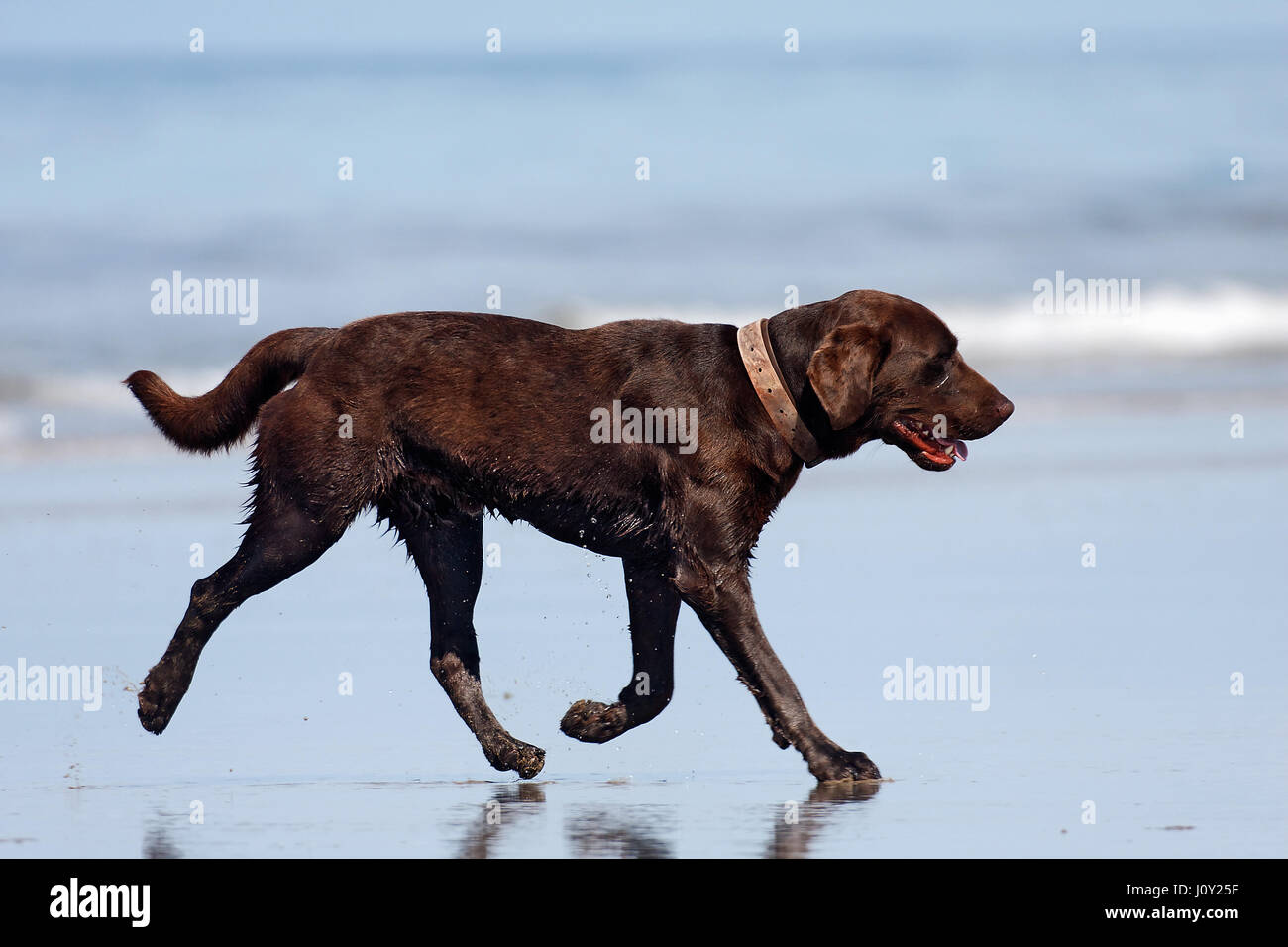 Der Hund am Strand, Pazifikküste von Ecuador Stockfoto