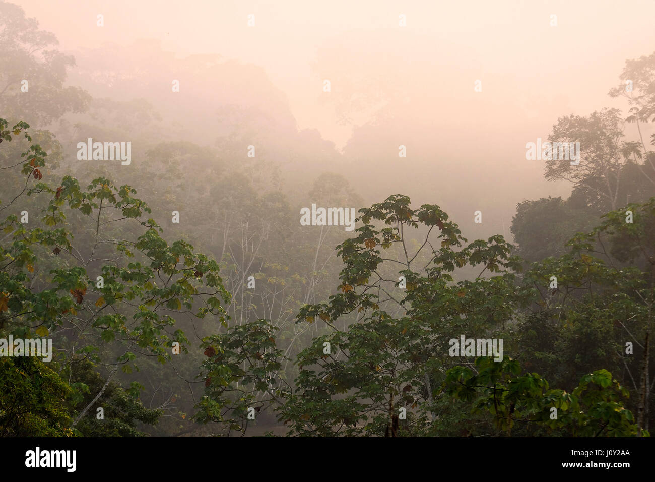 Morgennebel im Yasuni-Nationalpark, Stockfoto