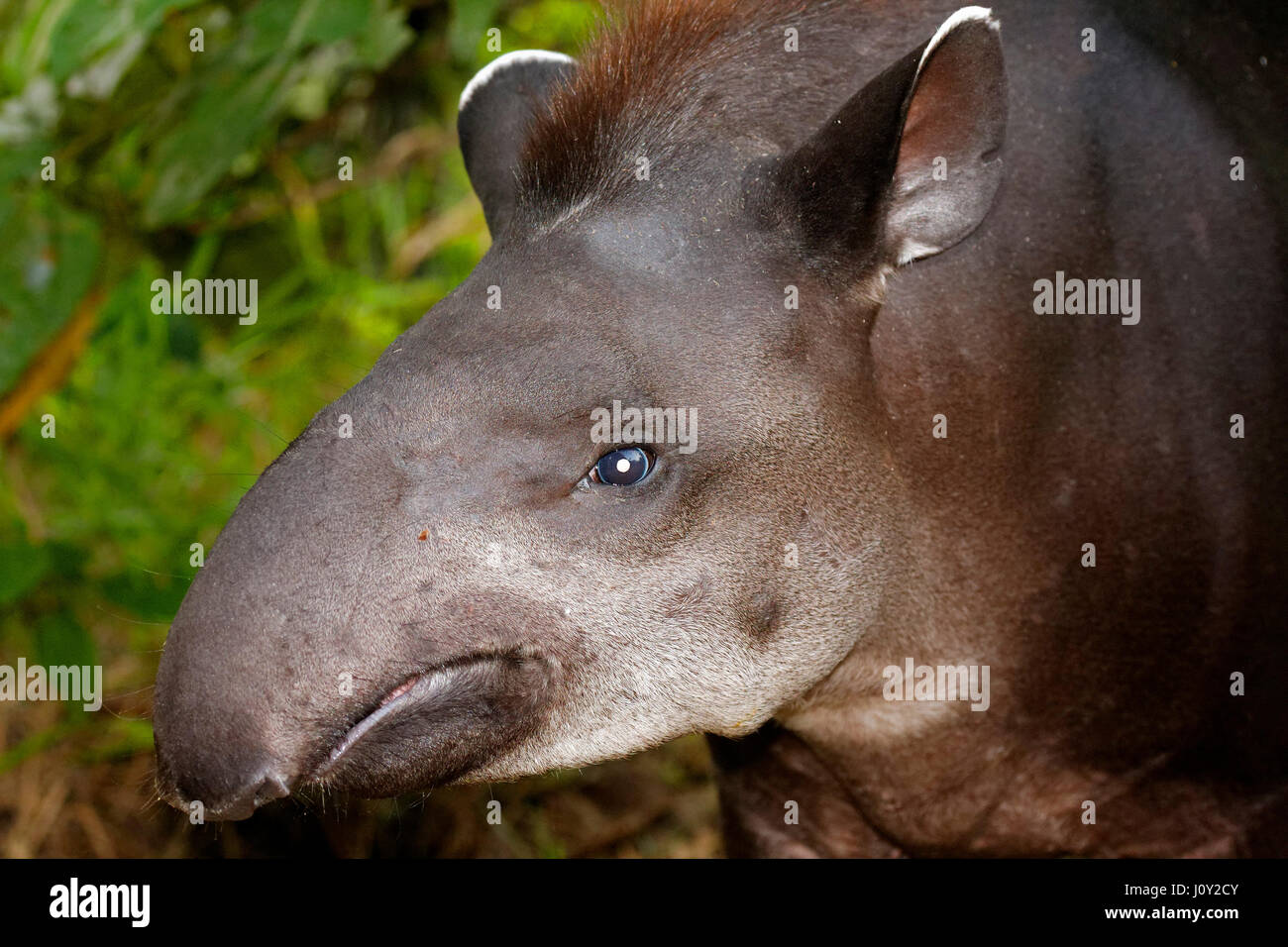 Tapir in Yasuni Nationalpark, Ecuador Stockfoto