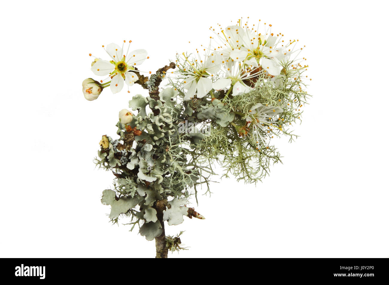 Blackthorn Blüte und Flechten isoliert gegen weiß Stockfoto