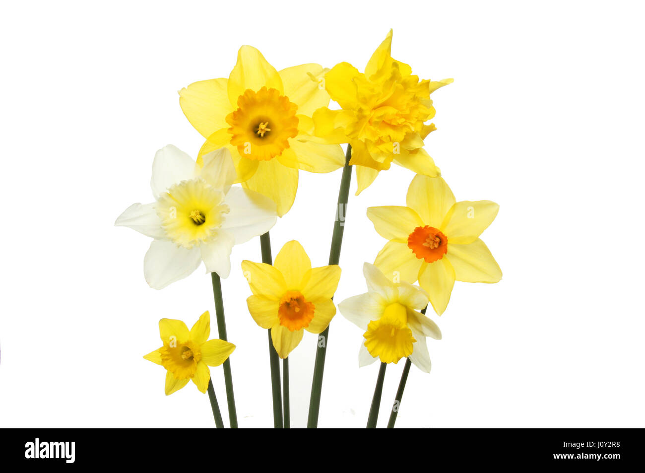 Auswahl an verschiedenen Narzisse Blumen isoliert gegen weiß Stockfoto