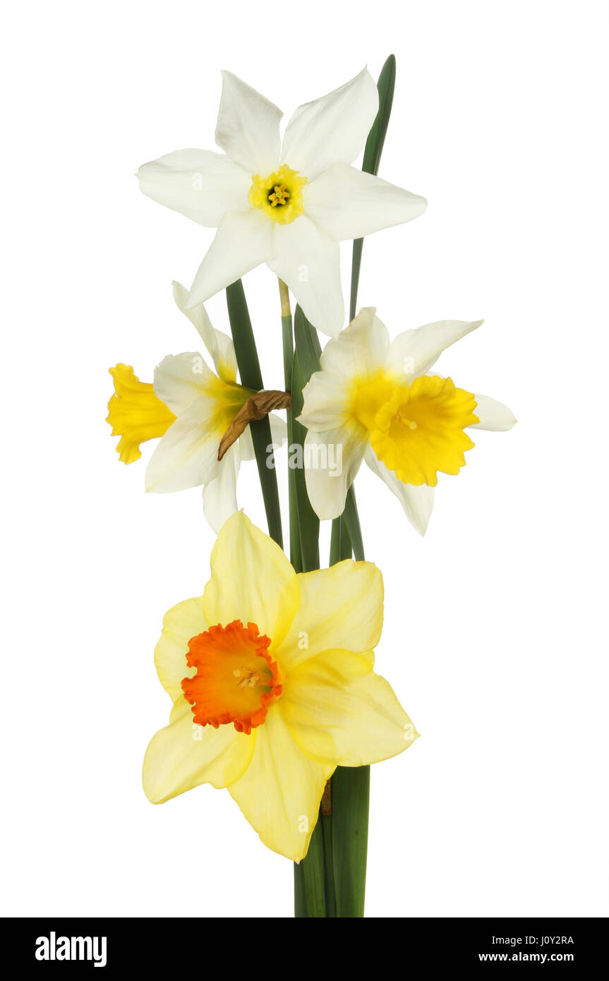 Auswahl der Narzisse Blumen isoliert gegen weiß Stockfoto