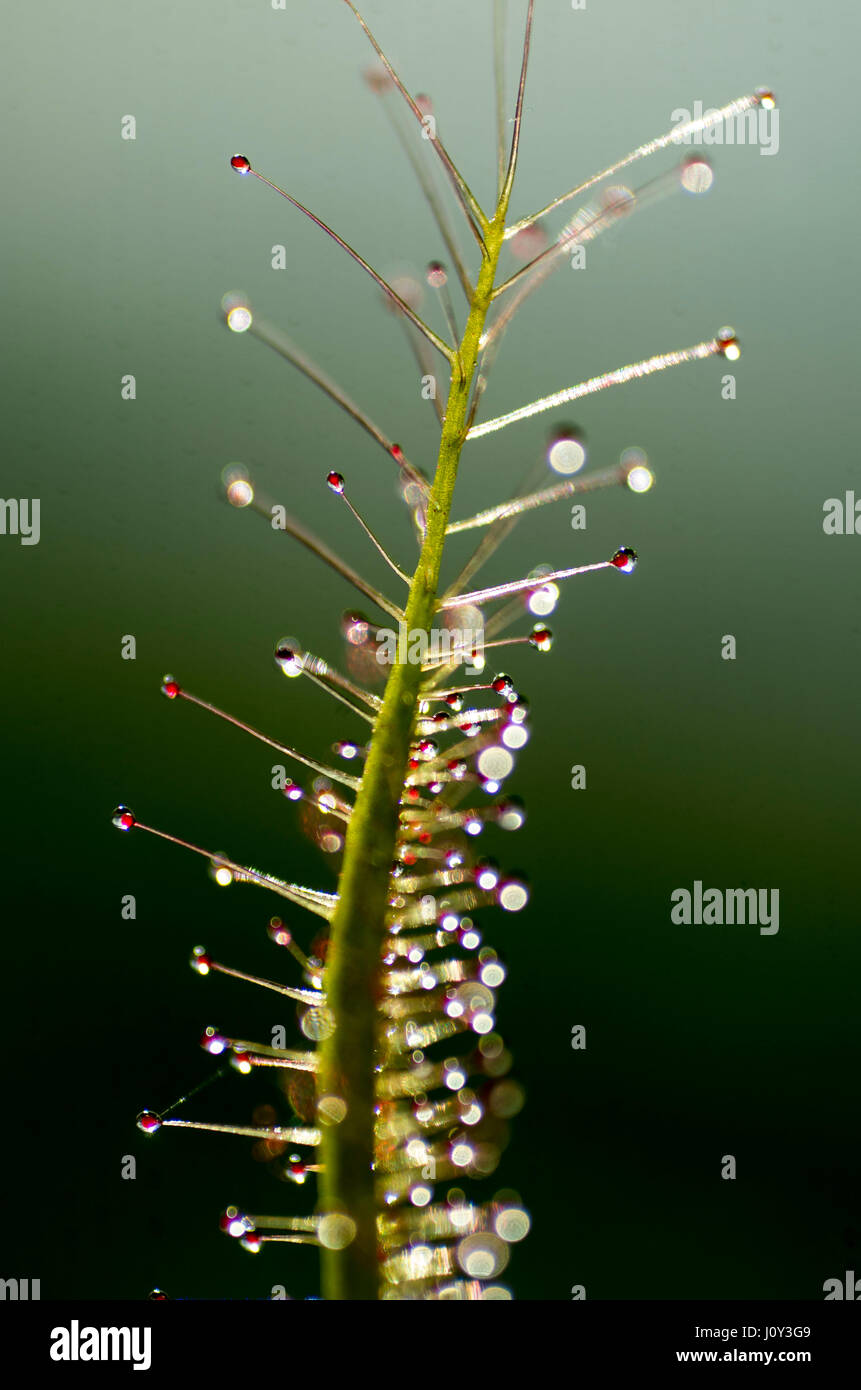 Drosera Dichotoma Gabel blätterige Sunplant, eine Caniverous Pflanze. ähnlich wie bei der Venusfliegenfalle, die fliegen und andere Insekten anzieht. Stockfoto