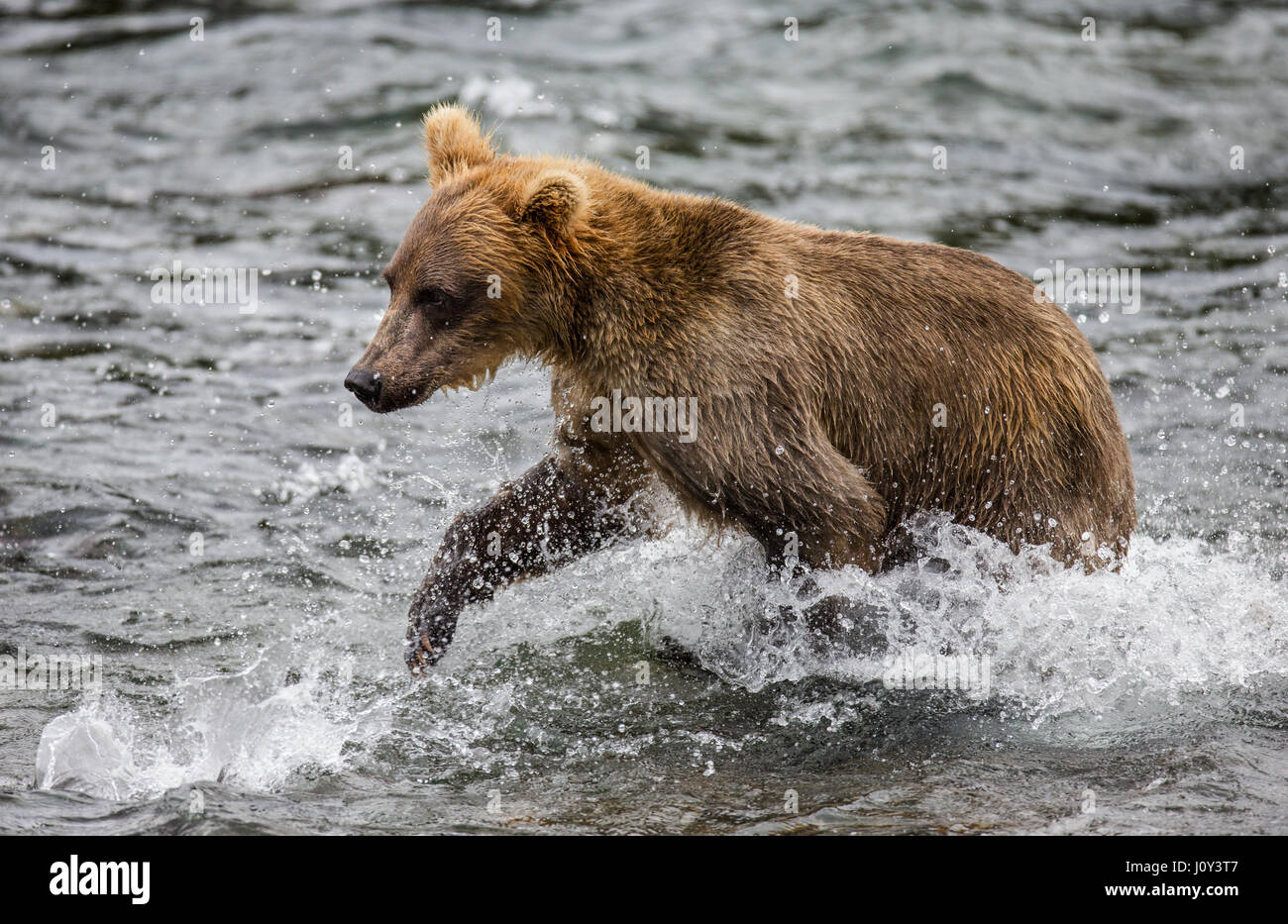 Ein Braunbär Spaziergänge entlang der Ufer des Sees. USA. Alaska. Kathmai Nationalpark. Große Abbildung. Stockfoto