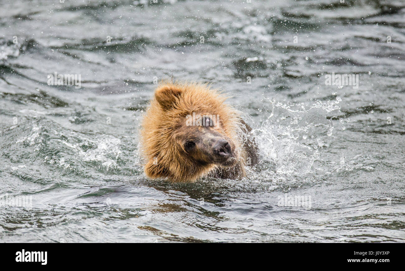 Der Braunbär Bürsten Wasser, umgeben von Spray. USA. Alaska. Kathmai Nationalpark. Große Abbildung. Stockfoto