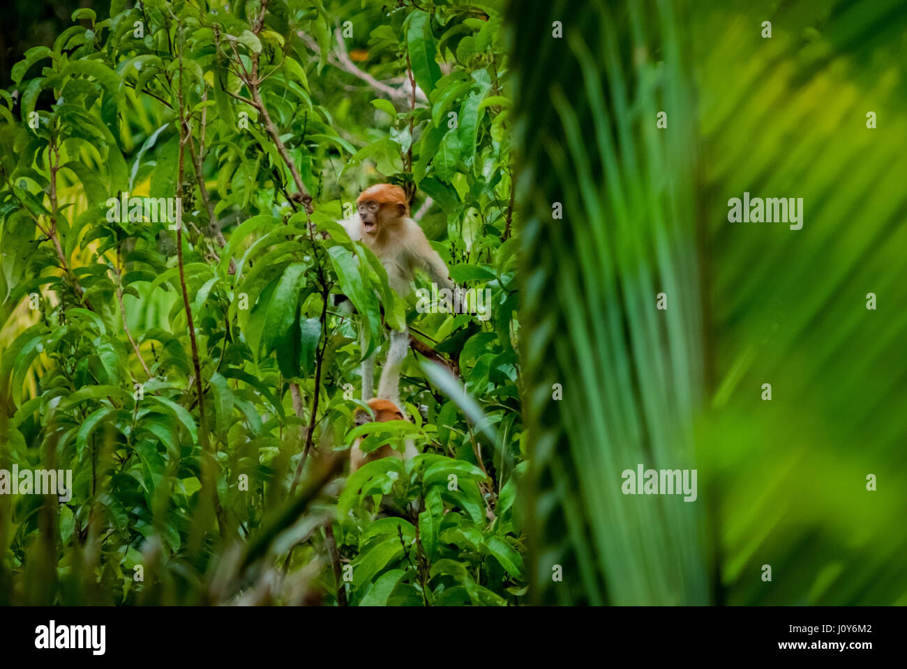 Ein unreifer Proboscis-Affe (Nasalis larvatus) forscht auf Bäumen im Flachland Kalimantan, Indonesien. Stockfoto