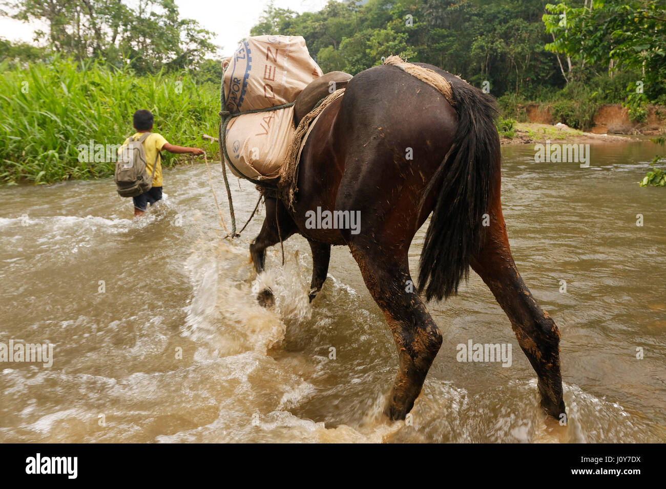 Indianerjunge und Pferd in Amazonas, Ecuador Stockfoto