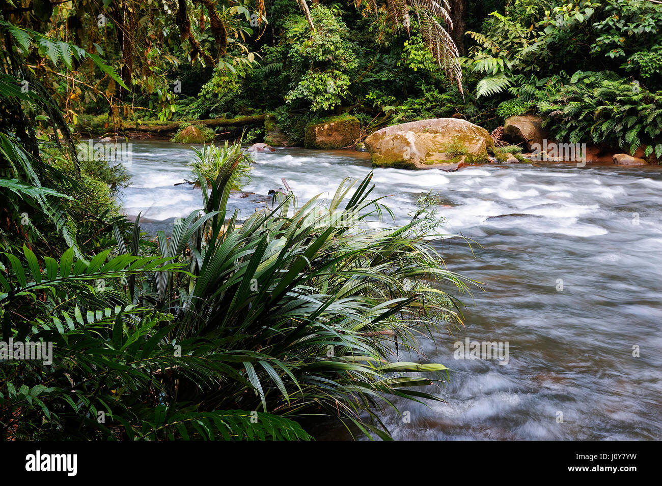 Wildfluss in Amazonas-Anden, Puyo, Ecuador Stockfoto