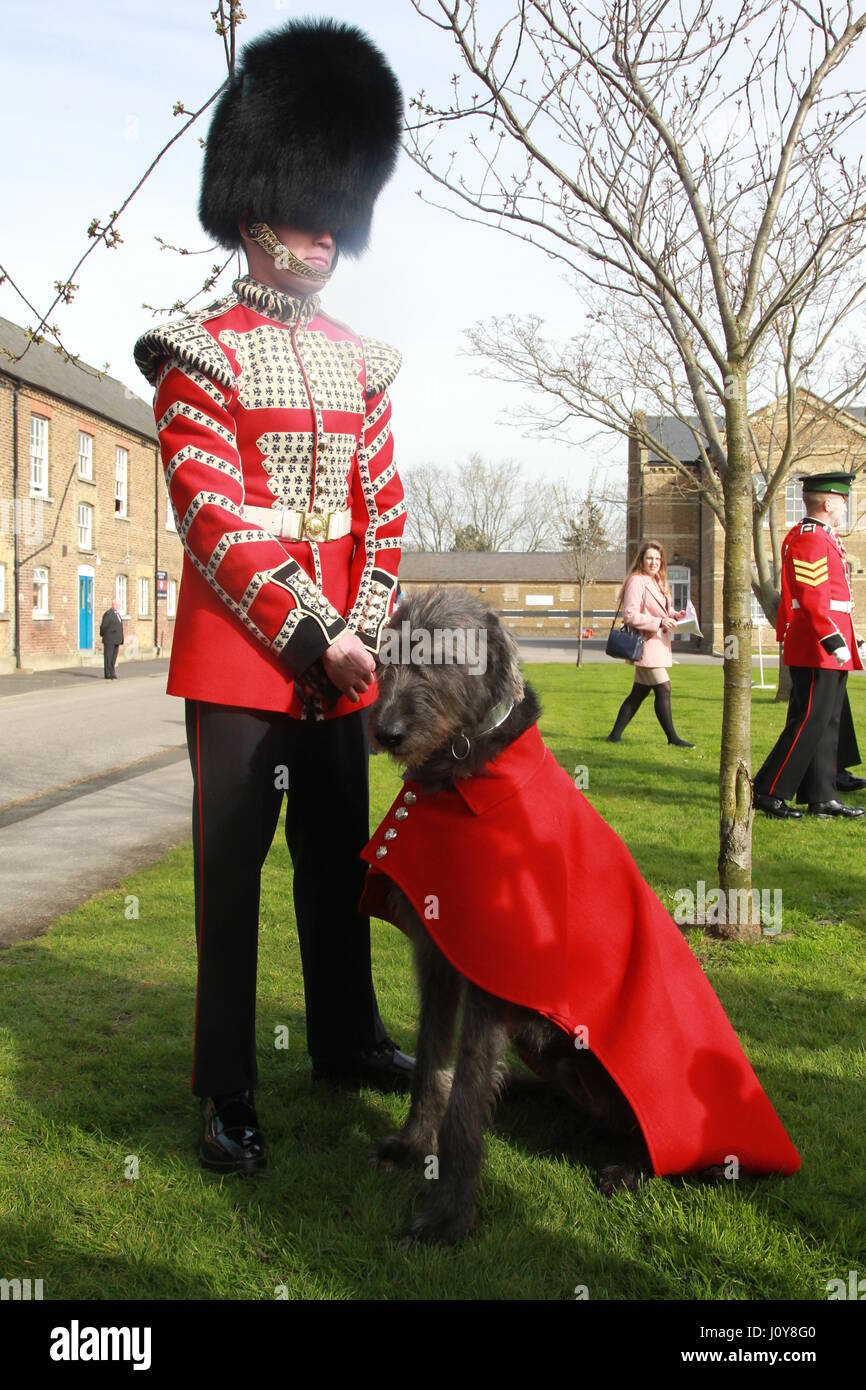 Irish Wolfhound Domhnall, das vier Jahre alte Maskottchen der Band der Irish Guards, am Tag der Kaserne in Hounslow von der Herzog und die Herzogin von Cambridge für eine spezielle St Patrick's Day Parade besucht wurden.  Mitwirkende: Domhnall wo: London, Vereinigtes Kin Stockfoto
