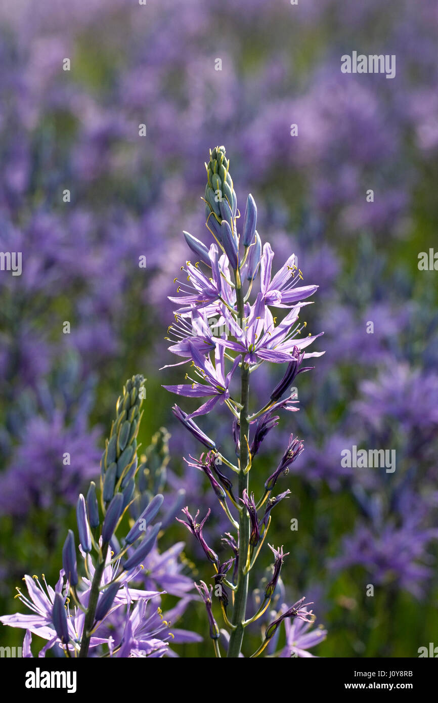 Camassia Leichtinii Subspecies Suksdorfii Blüten im Frühjahr. Stockfoto