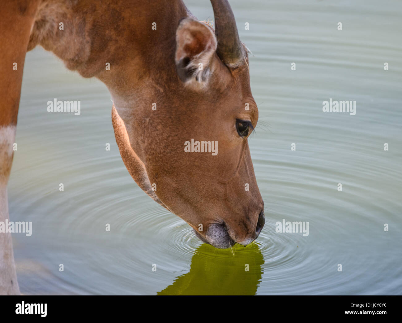 Ein Banteng trinken aus einem Wasserloch Stockfoto