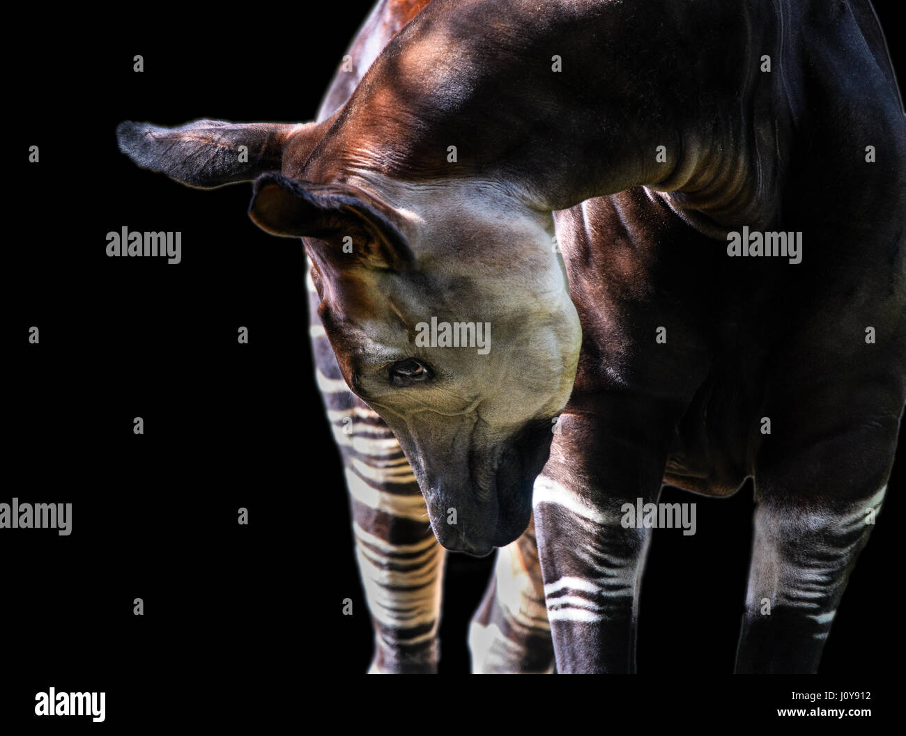Eine Nahaufnahme von einem Okapi auf schwarzem Hintergrund Stockfoto