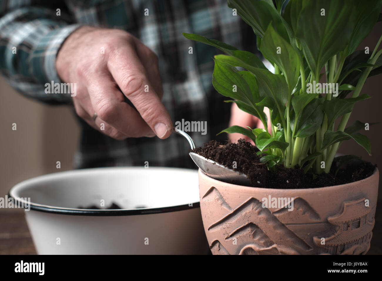 Transplantation der Spathiphyllum Blume horizontalen Stockfoto