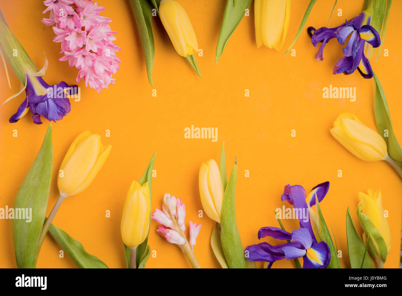 Rahmen der Blumen auf gelbem Hintergrund Stockfoto