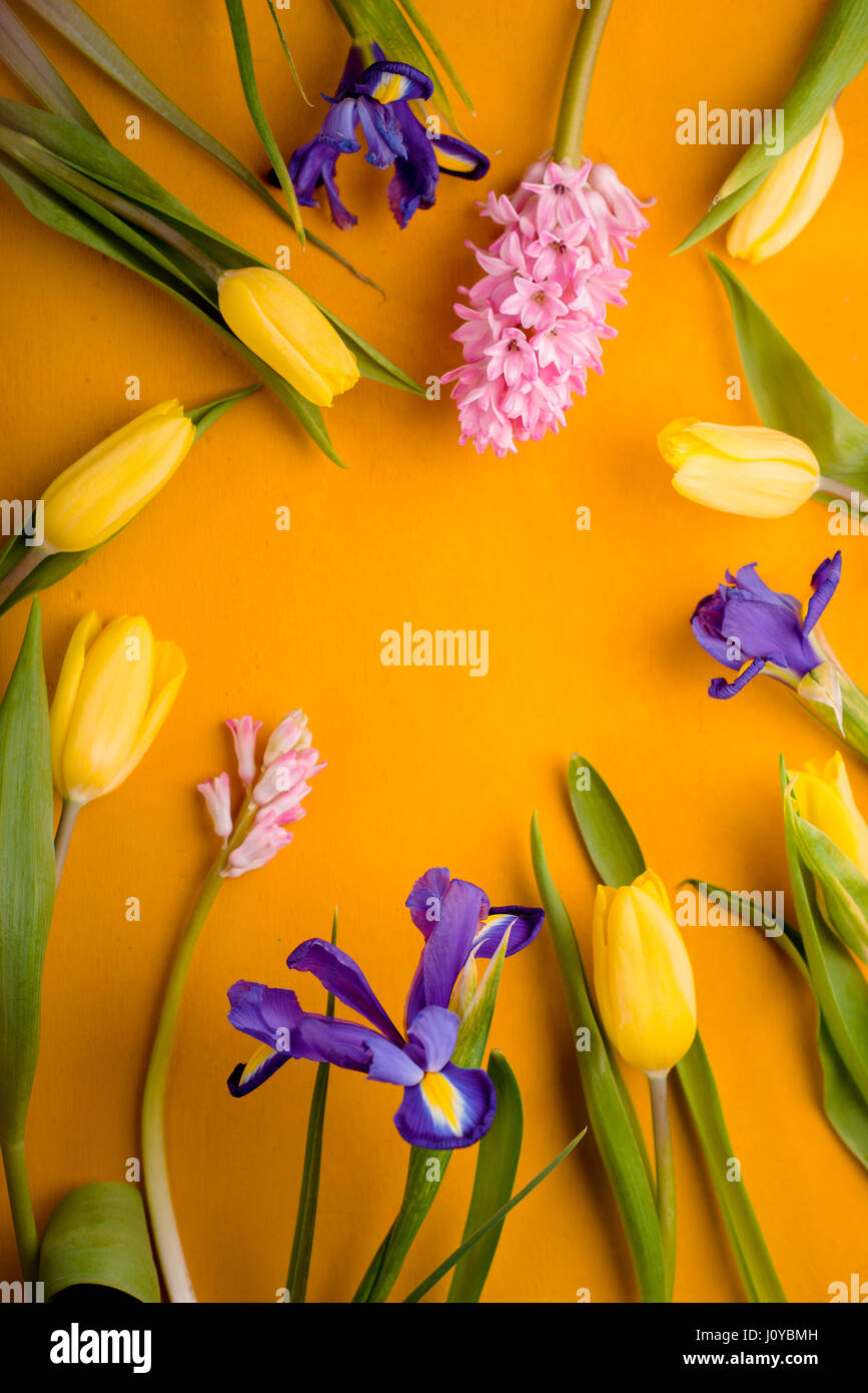 Rahmen der Tulpen, Iris auf gelbem Hintergrund Stockfoto