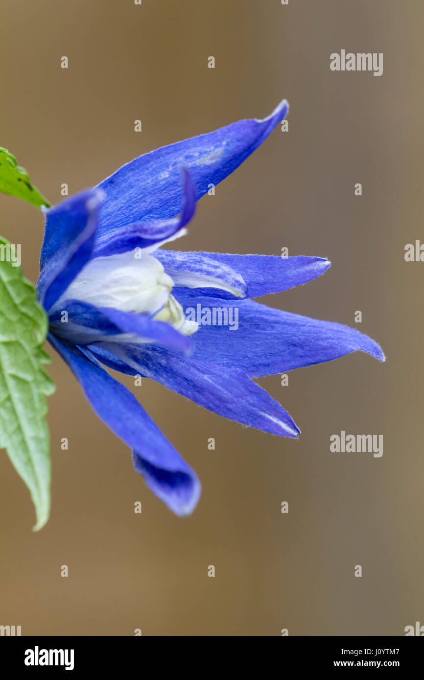 Blue Spring Flower der Laubbäume Kletterer, Clematis Macropetala "Maidwell Hall" Stockfoto