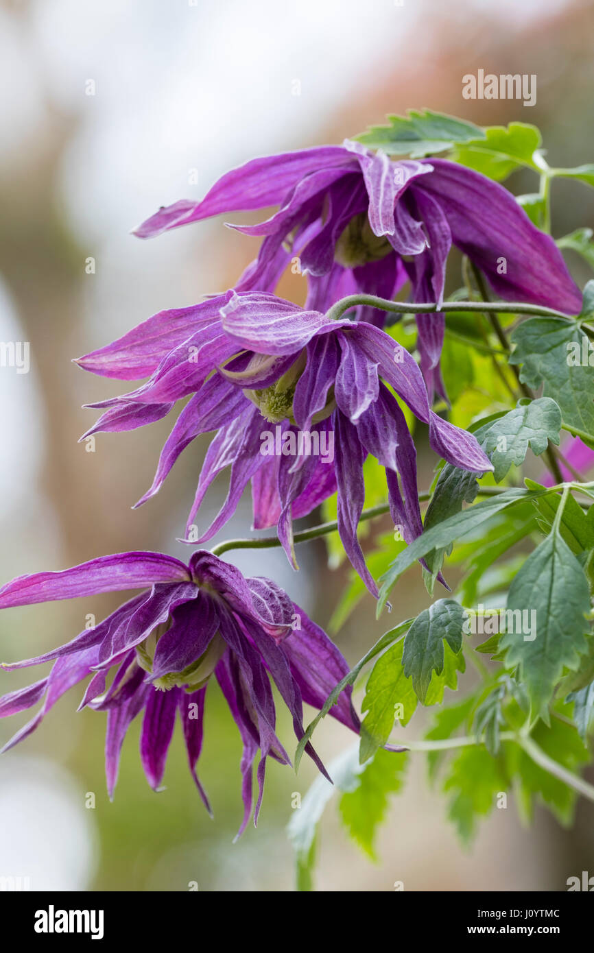 Lila gefüllte Blüten der winterharte Laub-Kletterer, Clematis Macropetala "Sir Edward Elgar" Stockfoto