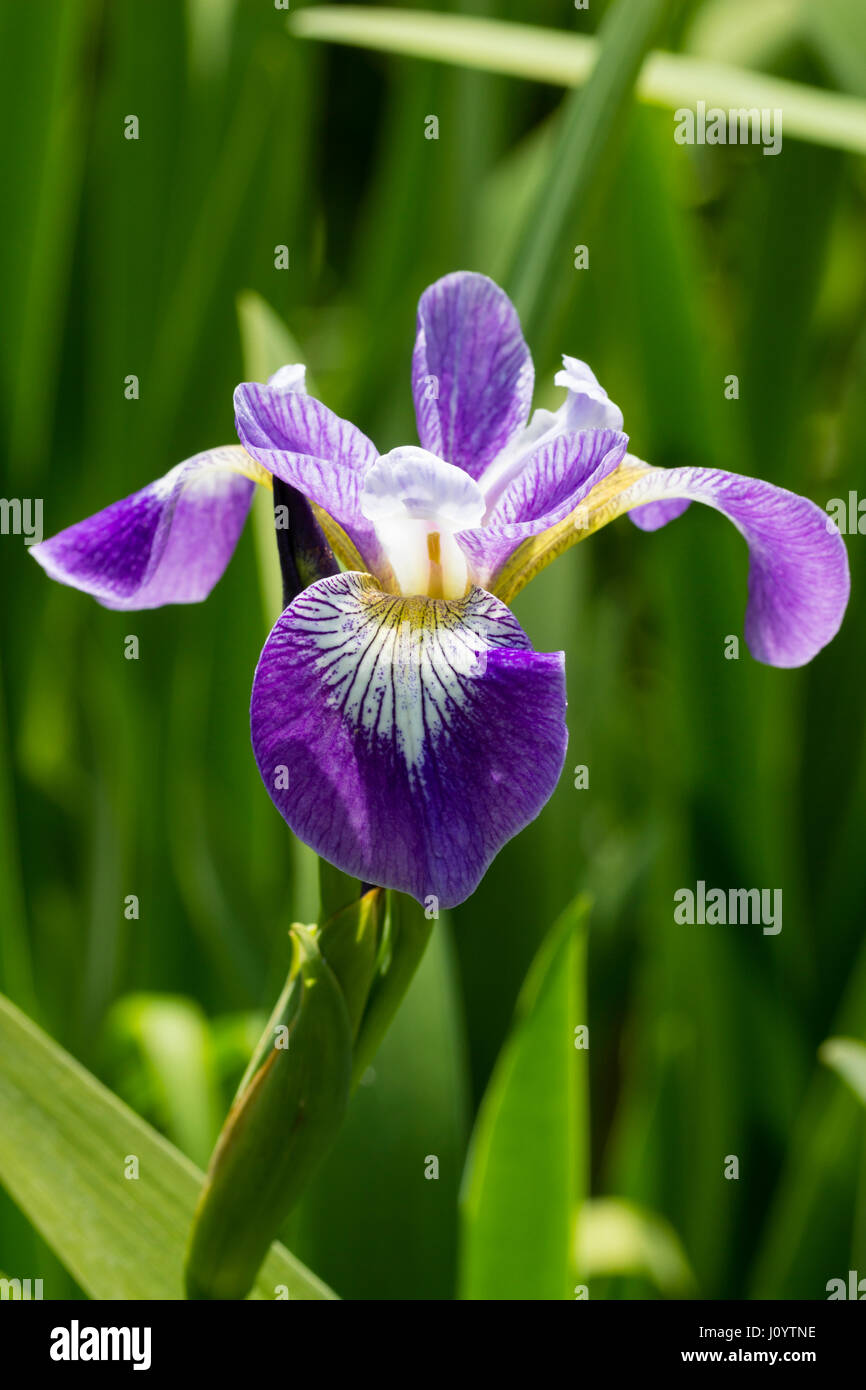 Blau umrandeten Blumen winterhart marginal aquatische Iris, Iris versicolor "Außerdem Kantate" Stockfoto