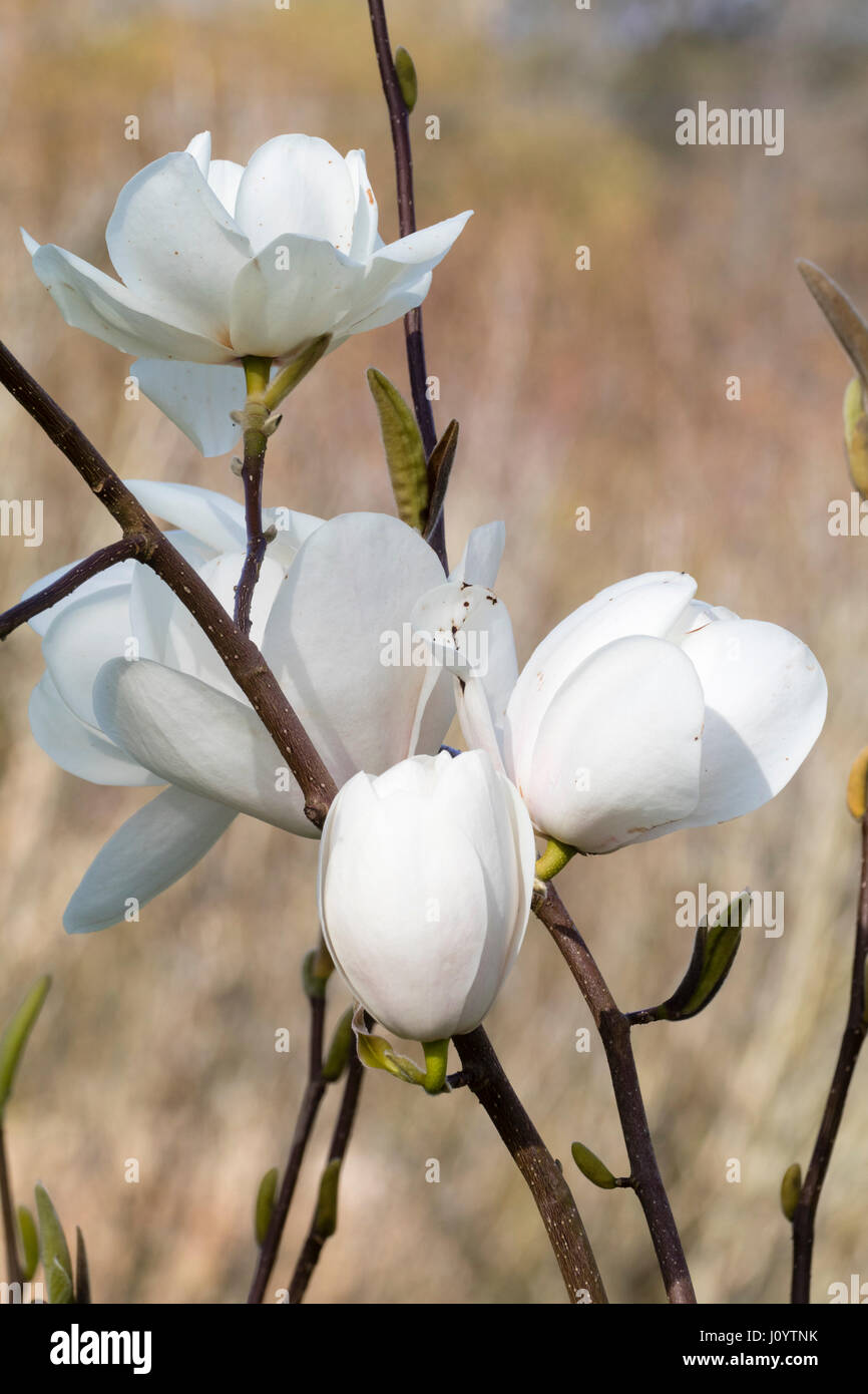 Weiße Feder Becher geformte Blumen winterhart Zierbaum, Magnolia 'David Clulow' Stockfoto