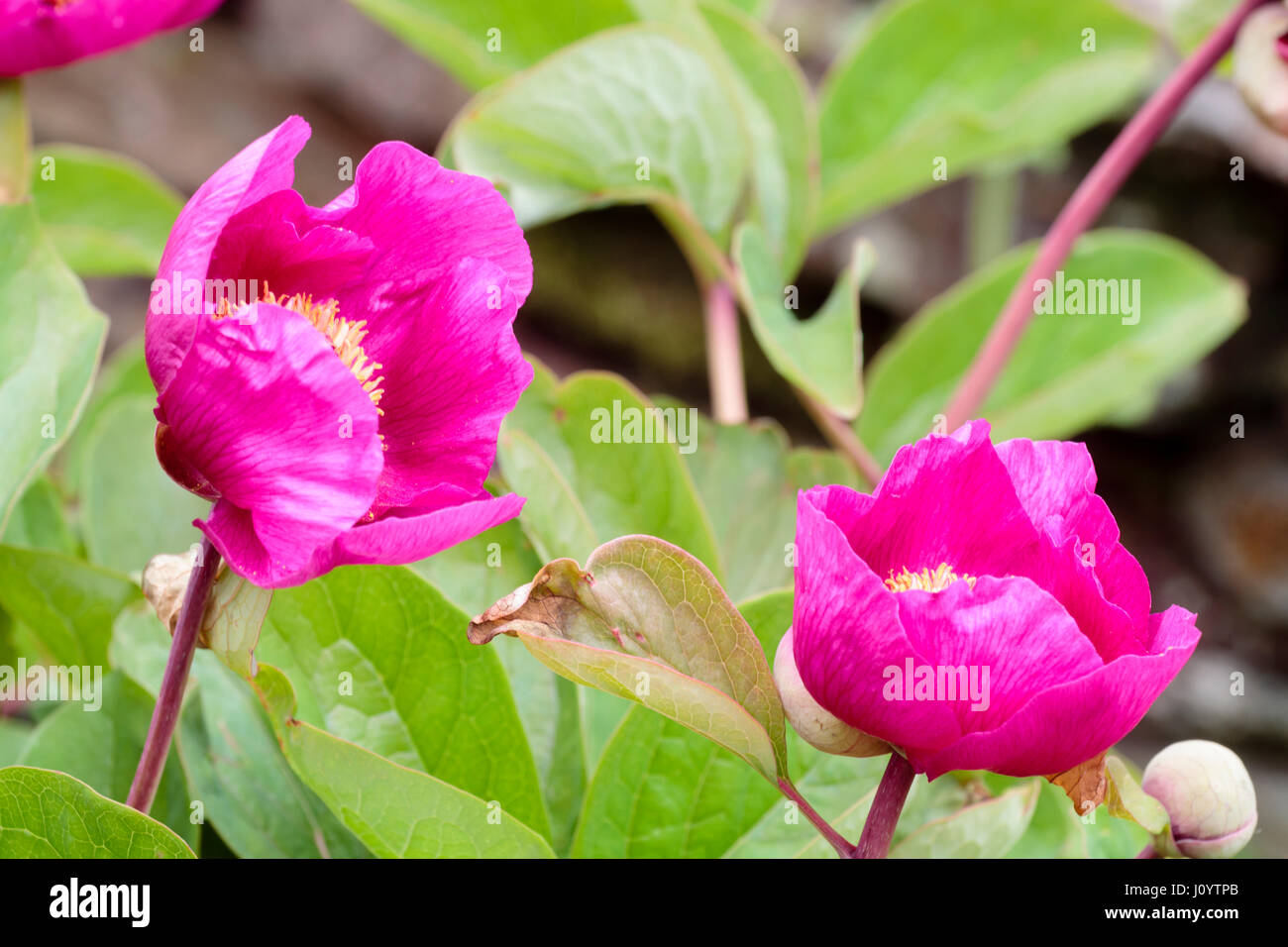 Leuchtend rot rosa Frühlingsblumen winterharte Stauden Pfingstrose, Paeonia "Aurelia" Stockfoto
