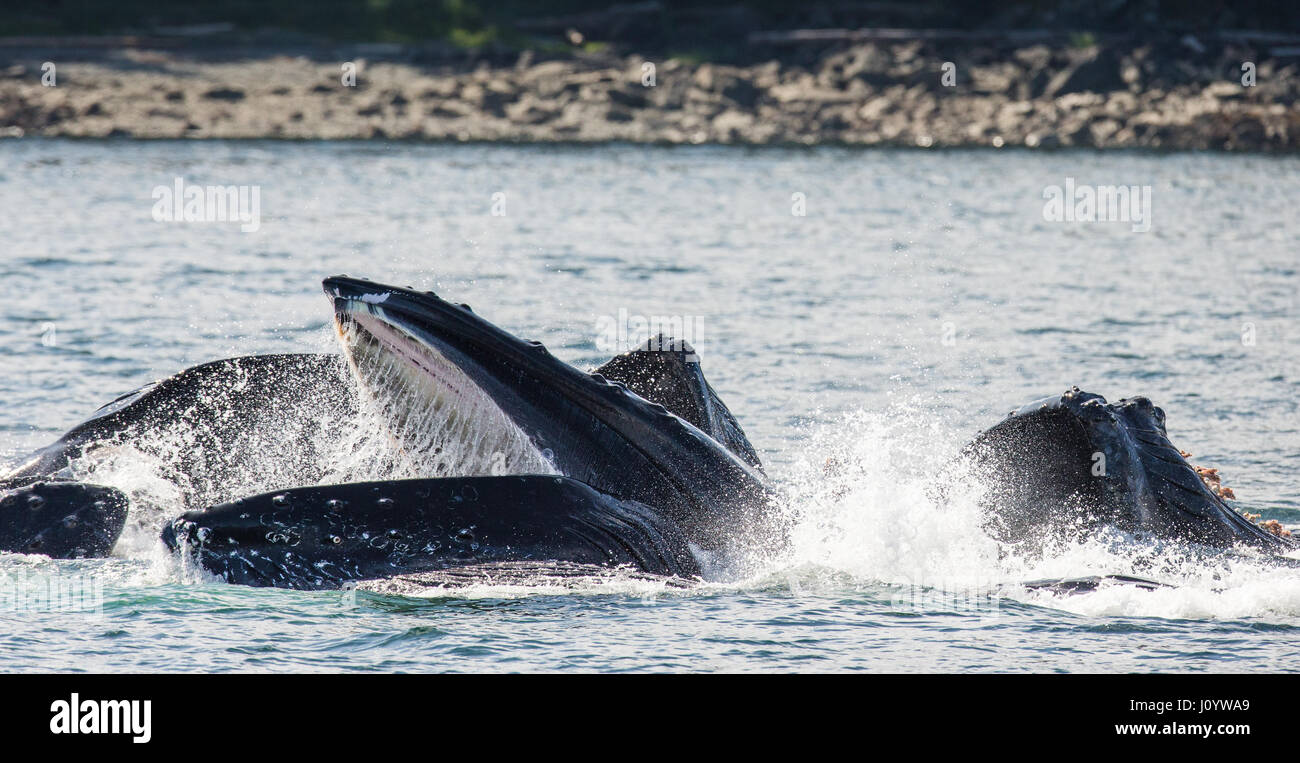 Der Kopf und der Buckelwal Mund über der Wasser Oberfläche Nahaufnahme zum Zeitpunkt der Jagd. Chatham-Straße Bereich. Alaska. USA. Stockfoto