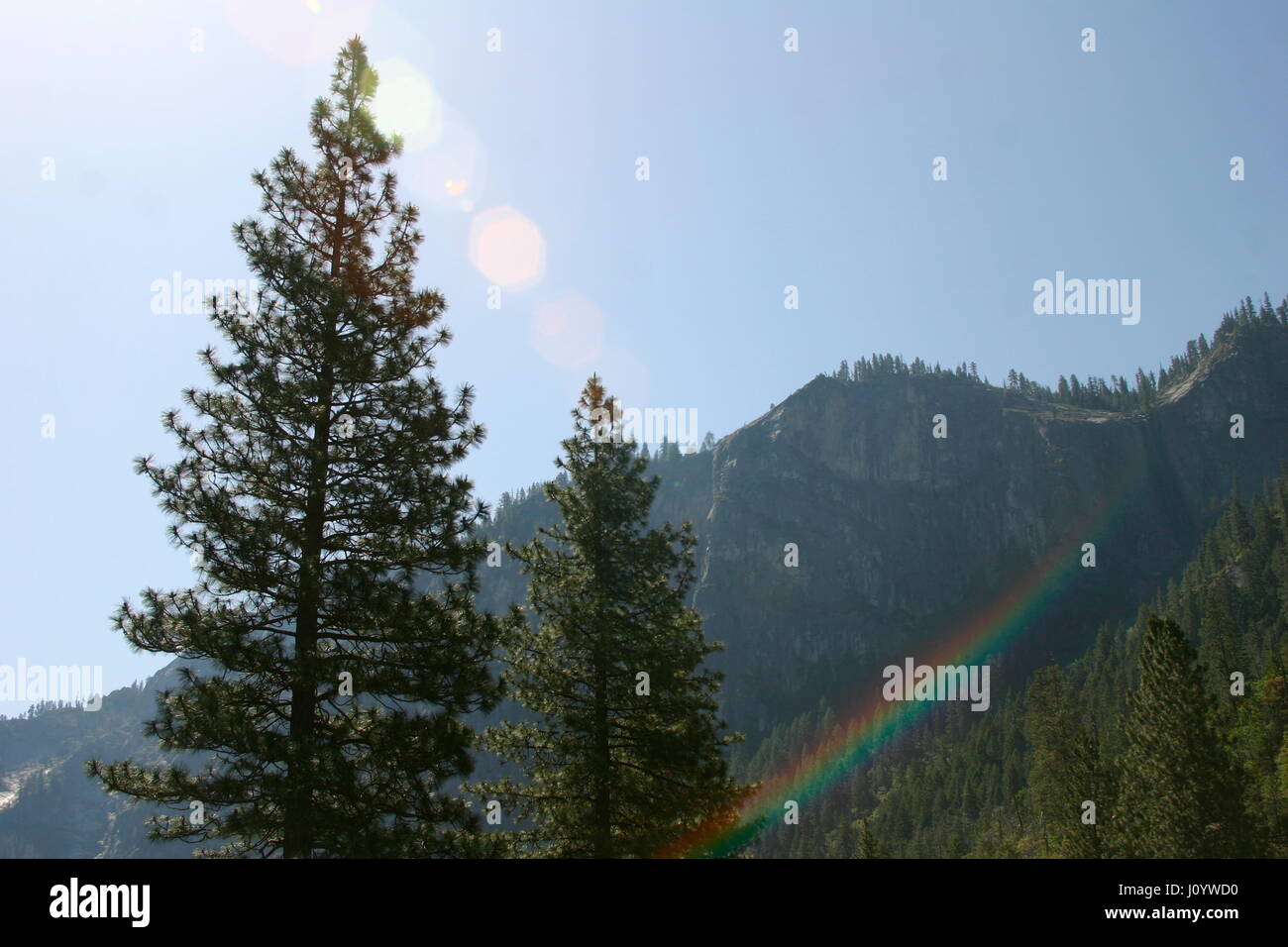 Bäume mit Blendenfleck im Yosemite Nationalpark, Kalifornien Stockfoto