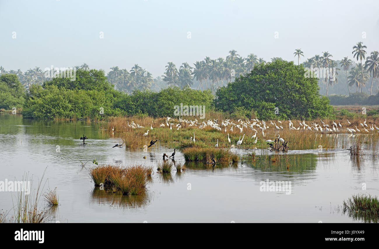 Herde von weißen östlichen großen Reiher und Kormorane Jagd auf Fische und andere Insekten in eine malerische Seen- und Sumpfgebiet mit trockenes Schilf Grass in Goa. Stockfoto