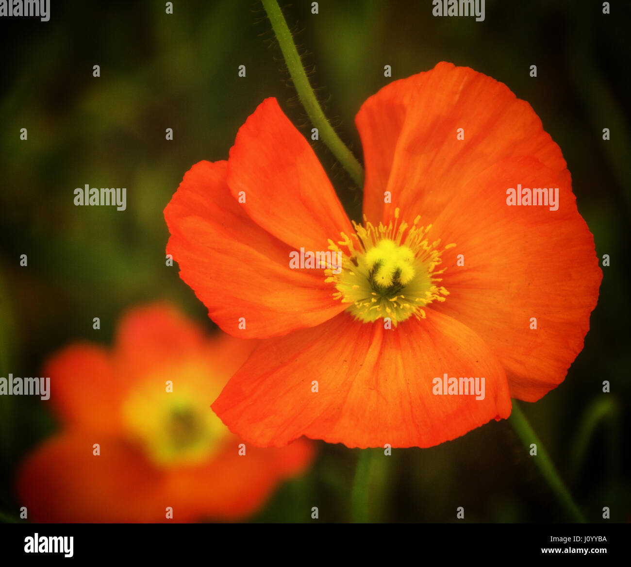 Rote Blume Nahaufnahme auf weichem Untergrund. Stockfoto