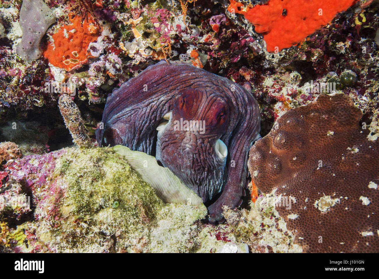 Große blaue Krake (Octopus Cyanea) sitzt auf einem Korallenriff, Indischer Ozean, Malediven Stockfoto