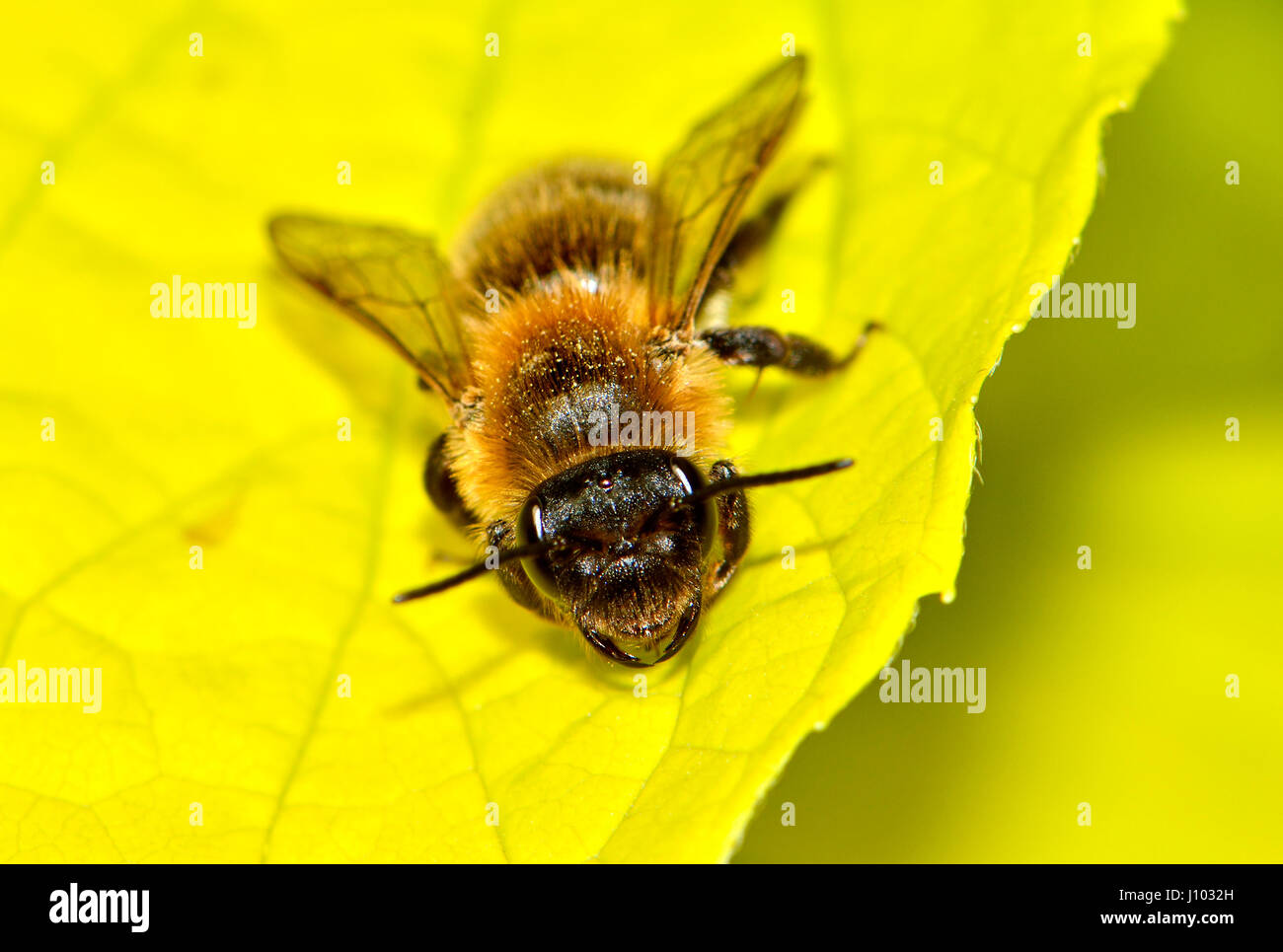 Gemeinsamen Honigbiene (Apis Melifera) Kent, England, April Stockfoto